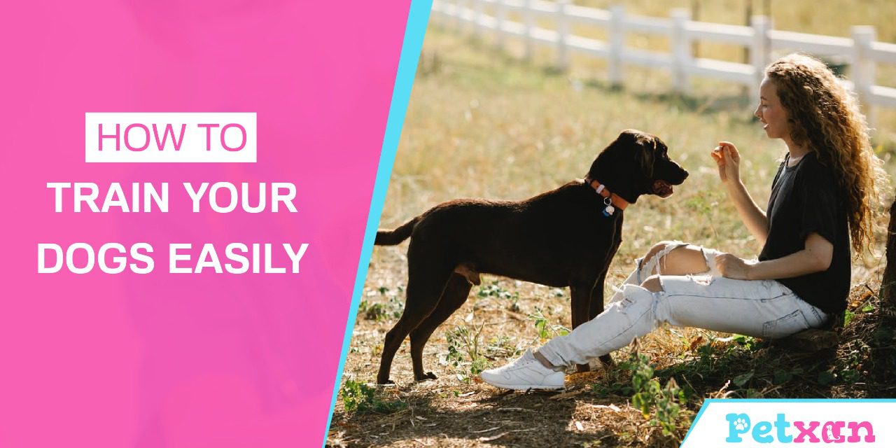 https://petxan.com/wp-content/uploads/2022/04/How-to-train-your-dogs-easily-1280x640.jpeg