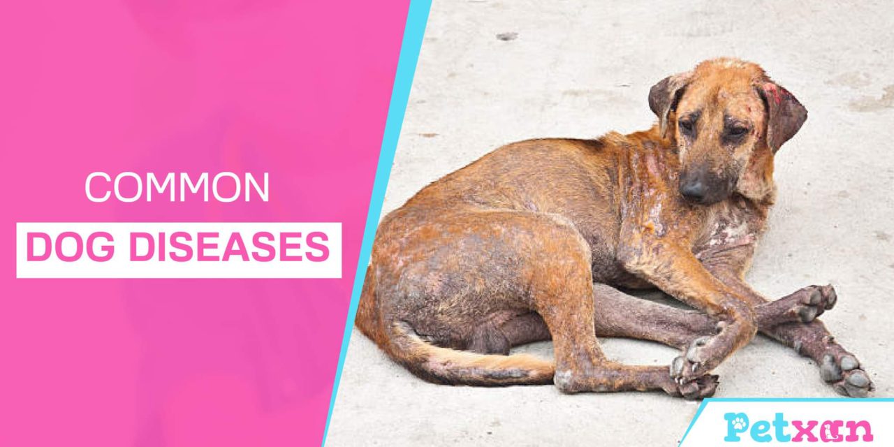 https://petxan.com/wp-content/uploads/2022/10/Common-Dog-Diseases-1280x640.jpeg