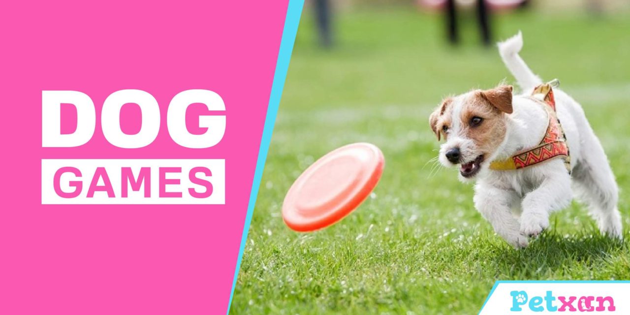 https://petxan.com/wp-content/uploads/2023/01/Dog-Games-1280x640.jpeg